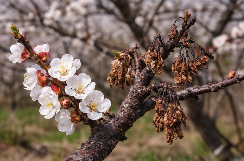 Postrek na marhule v apríli rozhoduje o úrode: Moníliový úpal ničí stromy počas pár dní