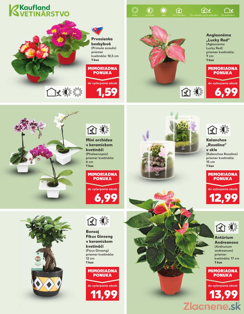 Kaufland 12.2. - 18.2. - Kaufland Zlaté Moravce