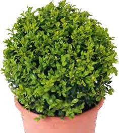 KRUŠPÁN GUĽATÝ