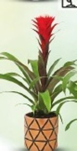 Bromélia