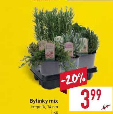 Bylinky mix črepník, 14 cm