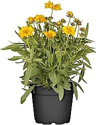 COREOPSIS