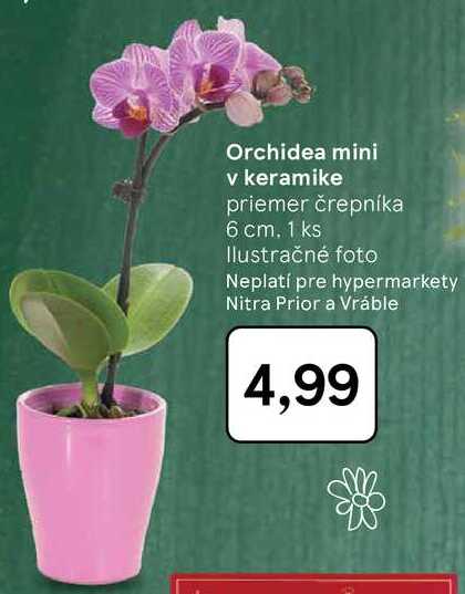 Orchidea mini v keramike