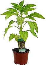PAPRIKA SLADKÁ „AMY” (CAPSICUM ANNUUM)