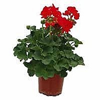 MUŠKÁT VZPRIAMENÝ (PELARGONIUM ZONALE)