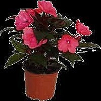 NETÝKAVKA HAWKEROVA (NEW GUINEA IMPATIENS)