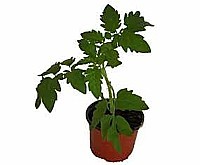 PARADAJKA KRÍČKOVÁ „DALIMIL” (SOLANUM LYCOPERSICUM)