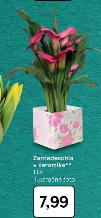 Zantedeschia v keramike