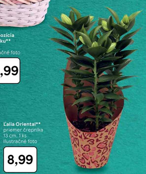 L'alia Oriental