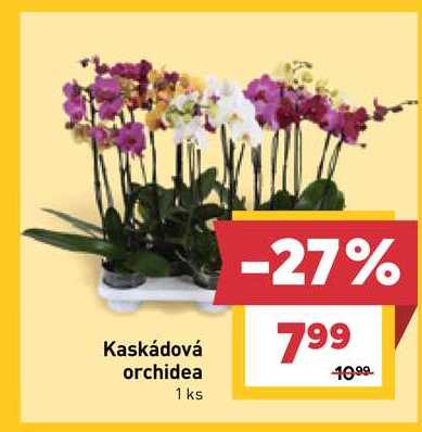 Kaskádová orchidea 1 ks 
