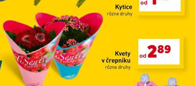 Kytice rôzne druhy od Senta Kvety v črepníku