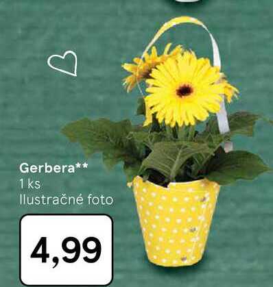 Gerbera 1 ks 