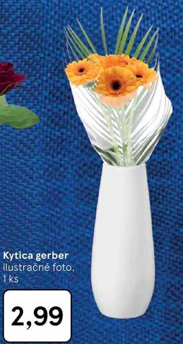 Kytica gerber 