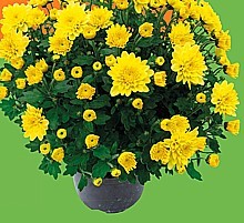 CHRYSANTHEMA (CHRYSANTHEMUM MULTIFLORA)