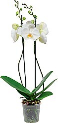 ORCHIDEA MOROVEC (PHALAENOPSIS)