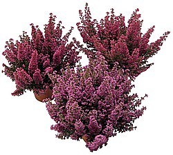 VRESOVEC VZNEŠENÝ (ERICA GRACILIS)