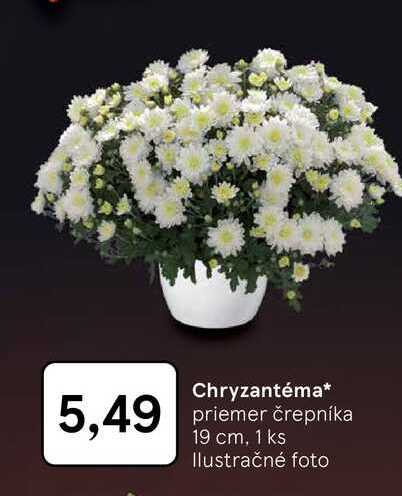 Chryzantéma priemer črepníka 19 cm