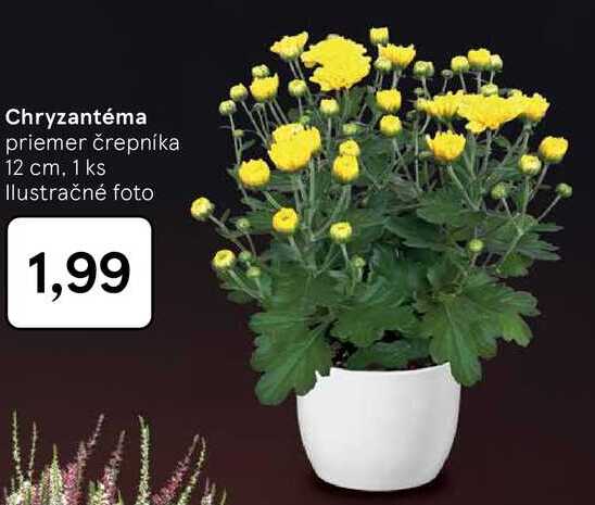 Chryzantéma 
