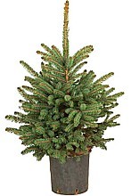 SMREK PICHĽAVÝ (PICEA PUNGENS)