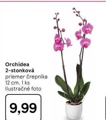 Orchidea 2-stonková priemer črepníka 12 cm, 1 ks 