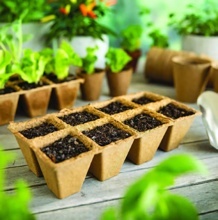 VÝSADBOVÉ KVETINÁČE HRANATÉ