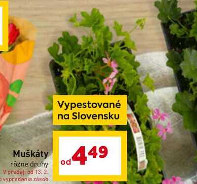 Muškáty rôzne druhy 