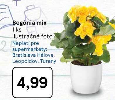 Begónia mix 1 ks
