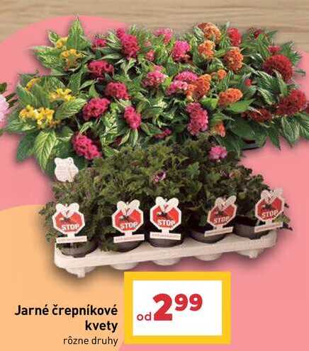 Jarné črepníkové kvety rôzne druhy 