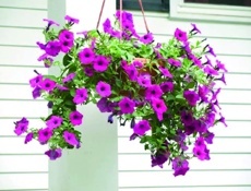 Petúnia (Petúnia) v závesnom črepníku