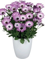 Margaréta kapská - Lúčovka (Osteospermum)