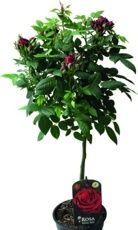 Stromčeková ruža (Rosa) červená