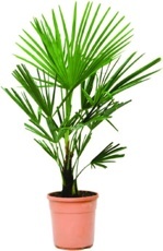 Trachykarpus žíněný (Trachycarpus fortunei)