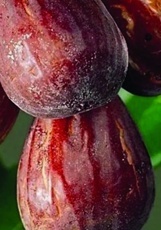 Fíkovník smokvoň (Ficus carica) "Brown Turkey"