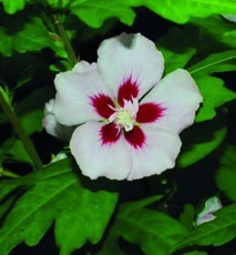 Ibištek sýrsky (Hibiscus syriacus)