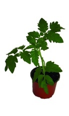 Paradajka (Solanum Lycopersicum) K9