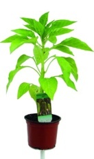 Paprika sladká (Capsicum annuum) červená