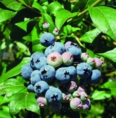 Čučoriedka chocholičnatá (Vaccinium cor. Duke)