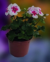 MUŠKÁT VZPRIAMENÝ (PELARGONIUM ZONALE)