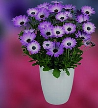 MARGARÉTA KAPSKÁ (OSTEOSPERMUM)