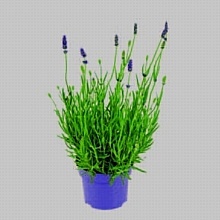 LEVANDUĽA ÚZKOLISTÁ (LAVANDULA ANGUSTIFOLIA)