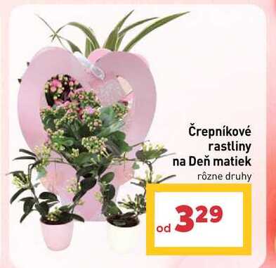 Črepníkové rastliny na Deň matiek rôzne druhy