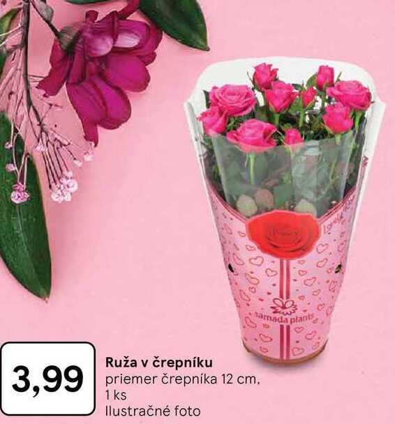 Ruža v črepníku priemer črepníka 12 cm 1ks