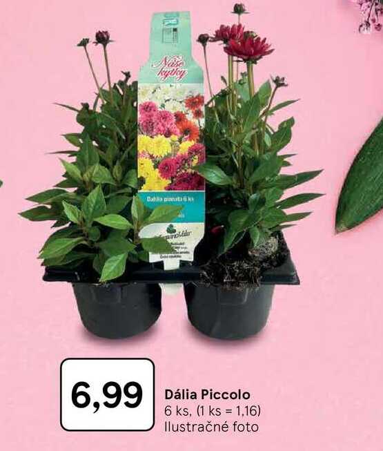 Dália Piccolo 6 ks
