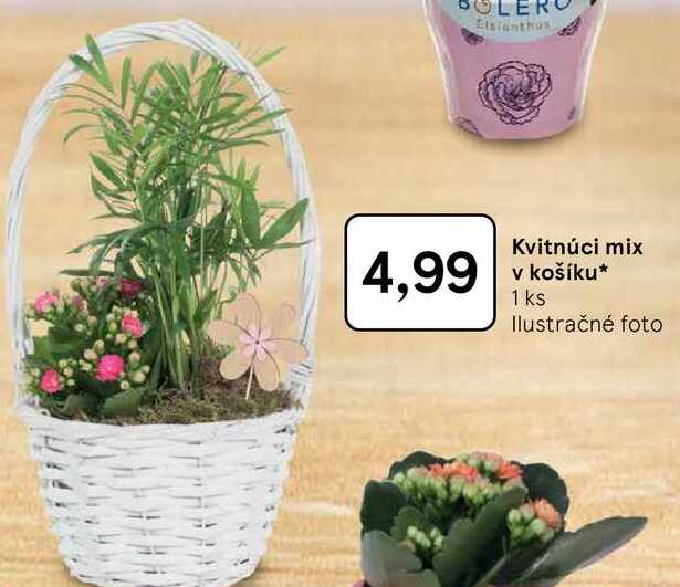 Kvitnúci mix v košíku 1 ks