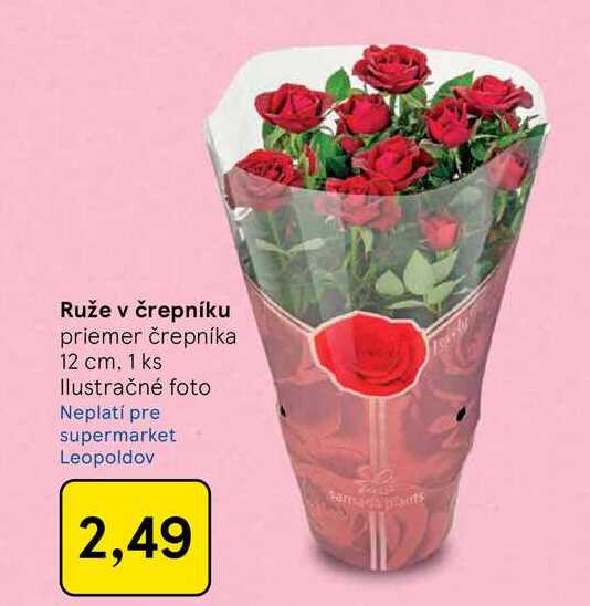 Ruže v črepníku priemer črepníka 12 cm, 1 ks