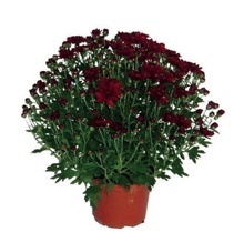 CHRYZANTÉMA ZÁHRADNÁ (CHRYSANTHEMUM MULTIFLORA)