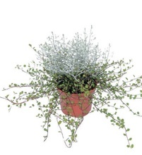 DRÔTOVEC + DÍVENKA (CALOCEPHALUS + MUHLENBECKIA)