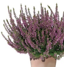 VRES OBYČAJNÝ (CALLUNA VULGARIS)