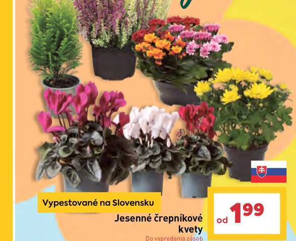 Jesenné črepníkové kvety Do vypredania zásob
