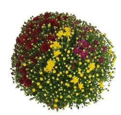 CHRYZANTÉMA (CHRYSANTHEMUM) "TRIO"
